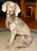 Weimaraner Foto: Fenja 13 Wochen (ID 20793) Weimaraner Hund