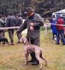 Weimaraner Hund