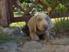 Weimaraner Hund