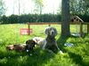 Weimaraner Foto: Weimaraner Namens Laika mit Ihrem Partner Fridolin (ID 23270) Weimaraner Hund