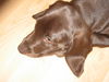 Weimaraner Foto: Eigentlich ist Jack (11 Wochen) ein Münsterländer-Weimaraner Mix und dürfte hier wohl gar nicht rein :o)... (ID 24953) Weimaraner Hund