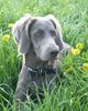 Weimaraner Hund