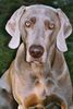 Weimaraner Foto: Mein Weimi NANDU (ID 23725) Weimaraner Hund