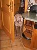 Weimaraner Hund