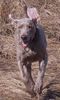 Weimaraner Hund