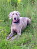 Weimaraner Foto: Schon wieder Nandu, Ihr merkt, ich bin sein größter Fan :o) (ID 25027) Weimaraner Hund