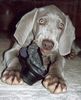 Weimaraner Foto: Nandu mit ca. 16 Wochen und Hausschuh :o) (ID 24543) Weimaraner Hund