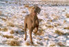 Weimaraner Hund