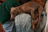 Weimaraner Foto: sleepy hank (ID 3057) Weimaraner Hund