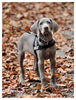 Weimaraner Hund