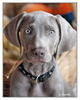 Weimaraner Hund