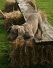 Weimaraner Foto: Dela in der Hundeschule (ID 22219) Weimaraner Hund