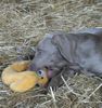 Weimaraner Foto: Dela mit Kuscheltier (ID 22220) Weimaraner Hund