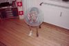 Weimaraner Foto: Halloween Weimaraner (ID 16073) Weimaraner Hund