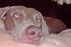 Weimaraner Foto: Ich fühle mich auch als nicht Jagdhund sehr wohl (ID 16072) Weimaraner Hund