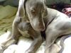 Weimaraner Foto: MEIN PRINCY (ID 28426) Weimaraner Hund