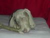 Weimaraner Foto: Der kleine Prince (ID 20503) Weimaraner Hund