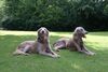 Weimaraner Hund