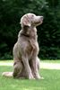 Weimaraner Hund