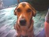 Weimaraner Foto: Das ist Shila! Sie ist ein ganz hübscher Weimaraner-Mix (Cocker ist noch drin), 3 Jahre alt, super lieb (natürlich mit ziemlichen Jagdinstinkt) und sie ist die allerbeste Freundin unserer Tochter Marleen (10 Monate)! (ID 14431) Weimaraner Hund