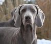 Weimaraner Hund