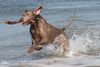 Weimaraner Hund