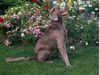 Weimaraner Foto: Langhaarweimaraner Anton von Missmaassen (ID 9868) Weimaraner Hund