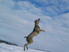 Weimaraner Hund