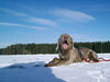 Weimaraner Hund