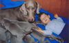 Weimaraner Hund