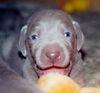 Weimaraner Foto (ID 1108) Weimaraner Hund