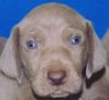 Weimaraner Hund