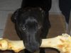Weimaraner Hund