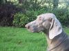 Weimaraner Foto (ID 16327) Weimaraner Hund