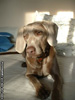 Weimaraner Foto: das ist ella, meine weimaraner-hündin (ID 3820) Weimaraner Hund