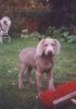 Weimaraner Foto: meine 12 wochen alte weimaraner-hündin (ID 1267) Weimaraner Hund