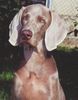 Weimaraner Hund