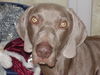 Weimaraner Hund