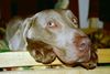 Weimaraner Foto: Bono..der Süße (ID 27007) Weimaraner Hund