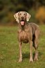 Weimaraner Foto: bin ich nicht schön? (ID 23191) Weimaraner Hund