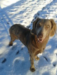 Weimaraner Hund