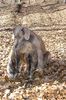 Weimaraner Hund