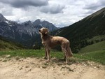 Weimaraner Hund