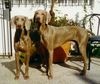Weimaraner Foto: hier ist sehr gut das größenverhältnis von rüde und hündin zu sehen (ID 1059) Weimaraner Hund