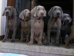 Weimaraner Hund