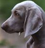 Weimaraner Foto (ID 1109) Weimaraner Hund