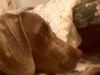Weimaraner Foto: WEIMER MONTERREY (ID 1665) Weimaraner Hund