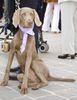 Weimaraner Foto: Zhara bei unserer Hochzeit als Brautjungfer (ID 5289) Weimaraner Hund