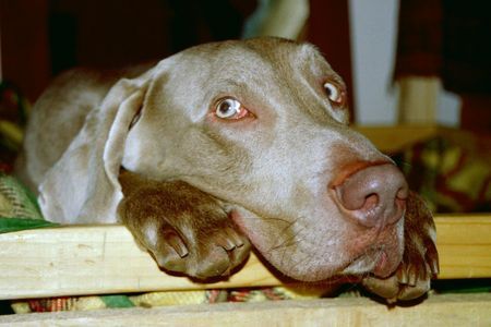 Weimaraner Hunde Foto 27007 in höherer Auflösung ansehen Weimaraner Bono..der Süße
