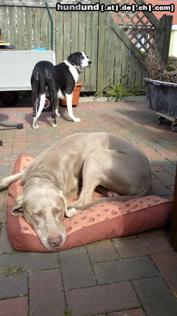 Weimaraner